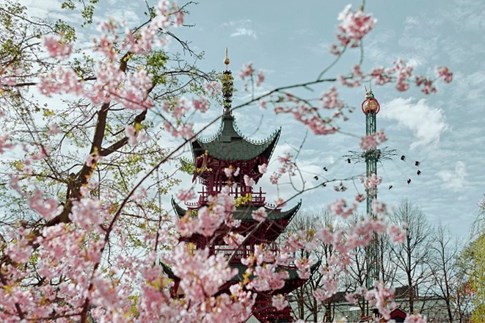 Det Japanske Tårn, kirsebærtræer og himmelskibet i Tivoli