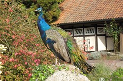 Vogelpark Walsrode