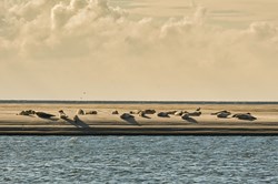Sæler på stranden ved Blåvand