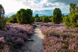 Heidschnuckenweg Lüneburger Heide