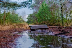 Pietzmoor Lüneburger Heide