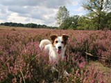 Hund i Lüneburger Heide 