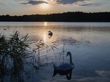Svaner i solnedgangen over Mecklenburgische Seenplatte