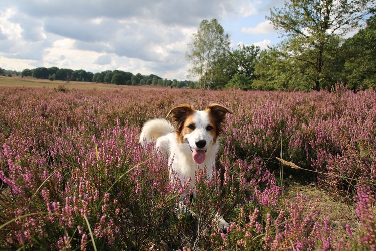 Hund i Lüneburger Heide 