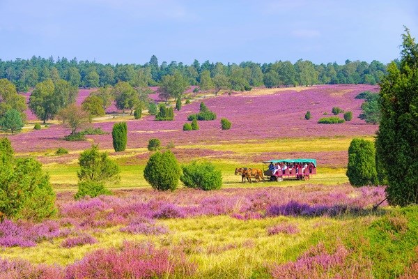 Hestevognstur i Lüneburger Heide
