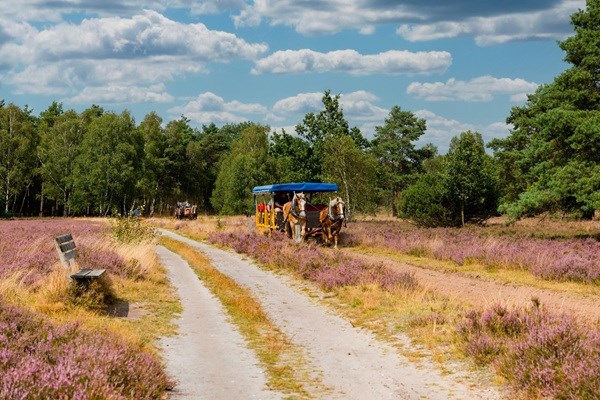 Hestevognstur i Lüneburger Heide