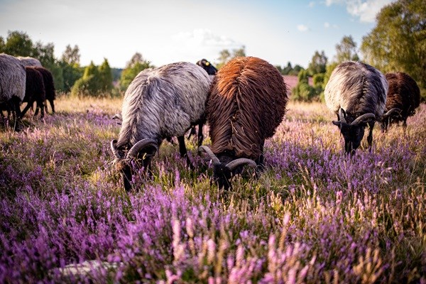 Lüneburger Heide