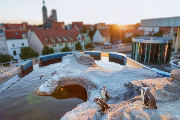 Humboldtpingviner i OZEANEUM