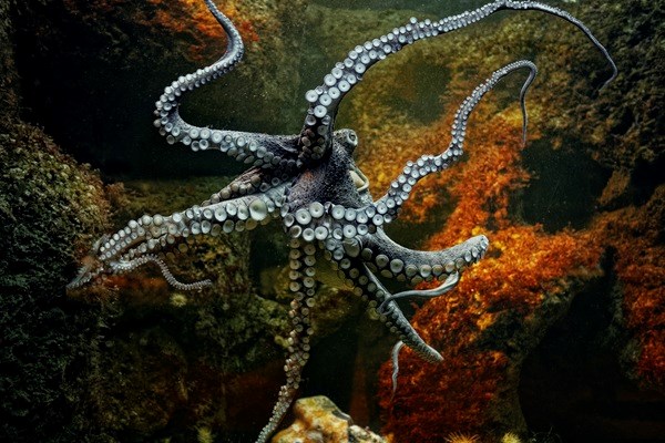 Nordsee-Aquarium Zoo am Meer - © Zoo am Meer/Bernd Ohlthaver