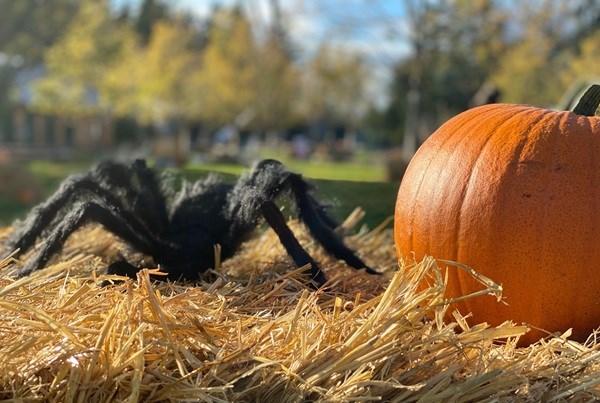 Stemningsbillede fra WOW PARK pyntet med græskar og Halloween-dekorationer