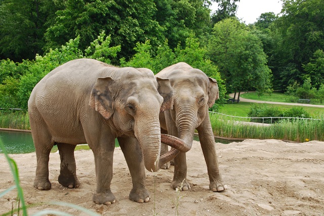 Elefanter i København Zoo