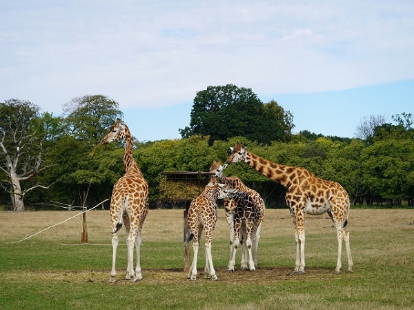 Giraffer i Knuthenborg Park