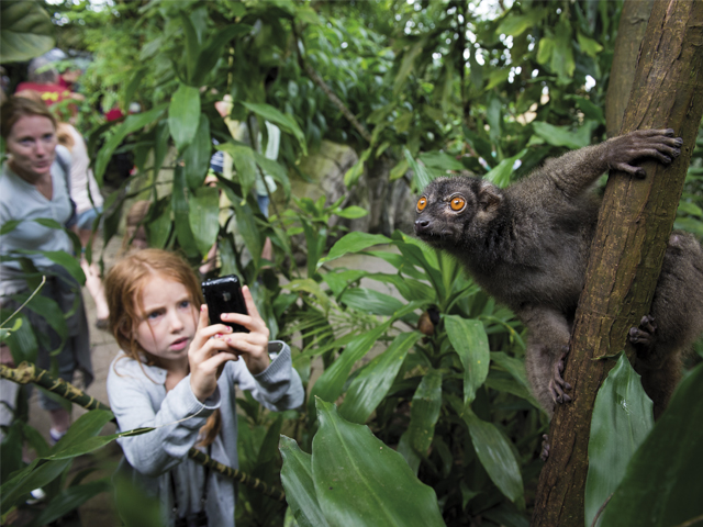 Pige fotograferer lemur