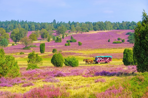 Hestevognstur i Lüneburger Heide