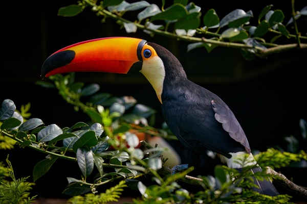 Weltvogelpark Walsrode