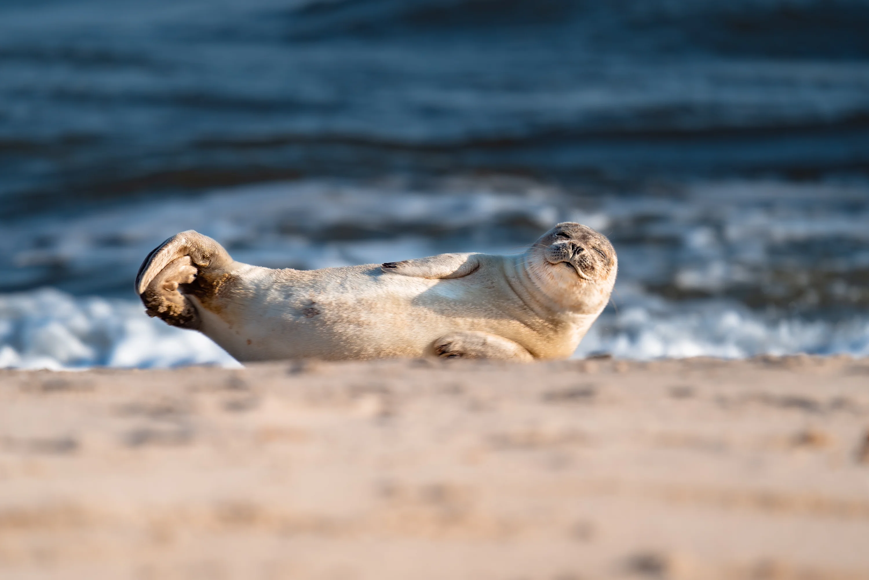 Sæl på stranden på Sylt