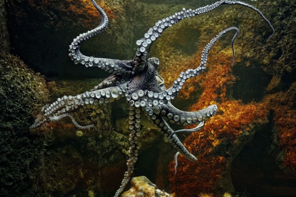 Nordsee-Aquarium Zoo am Meer - © Zoo am Meer/Bernd Ohlthaver