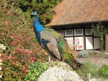 Vogelpark Walsrode