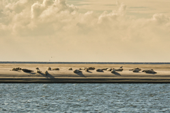 Sæler på stranden ved Blåvand