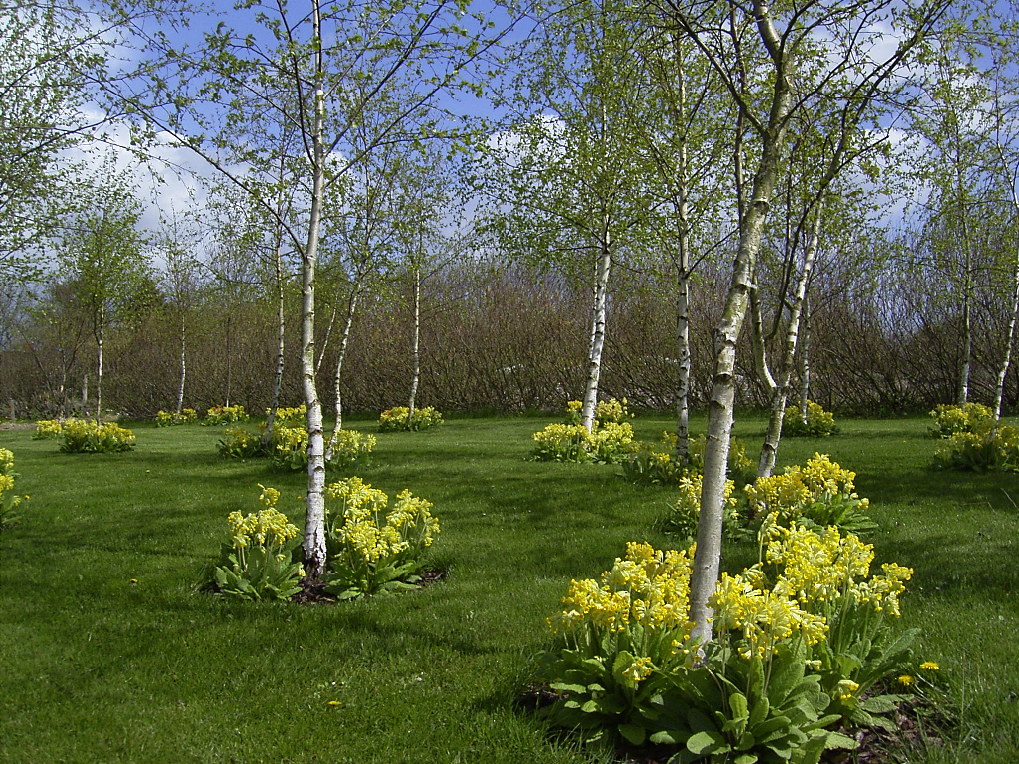 Økologienshave