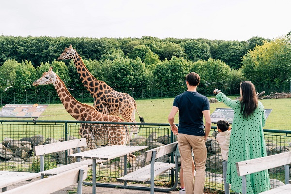 Familie og giraffer