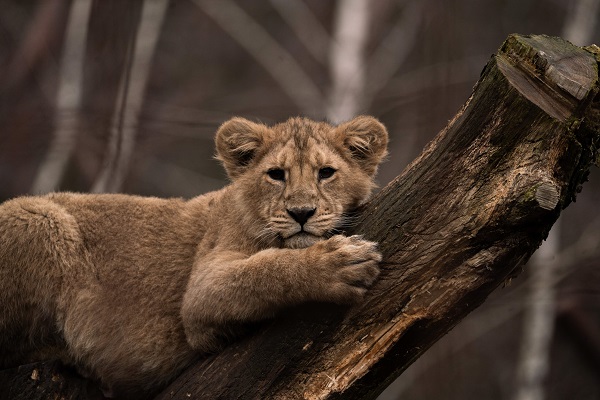Løveunge i Aalborg Zoo