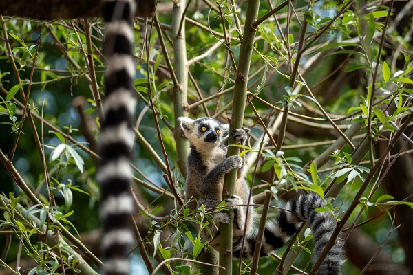 Lemur i Aalborg Zoo