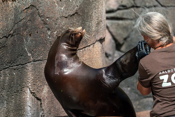 Søløve og dyrepasser i Aalborg Zoo 