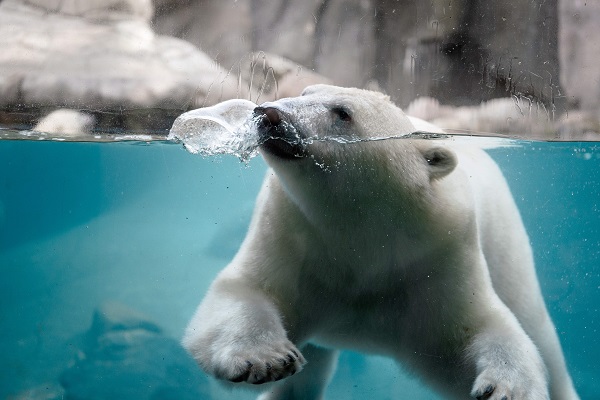 Svømmende isbjørn i Aalborg Zoo