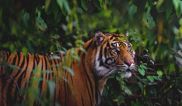 Tiger i Aalborg Zoo