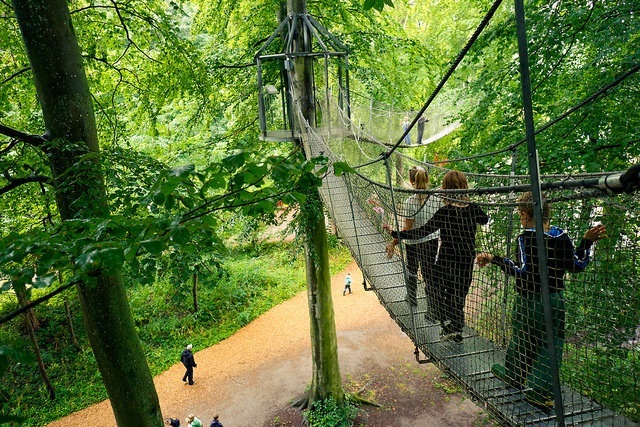 Egeskov_park hængebro i træerne
