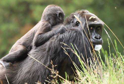 Gorillaer