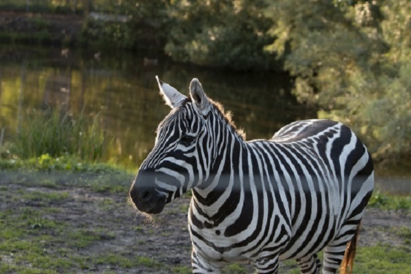Zebra