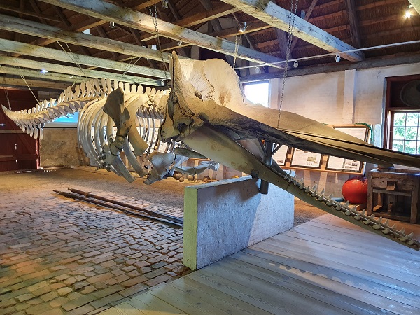 Hvalskellet på Nationalmuseets Kommandørgård