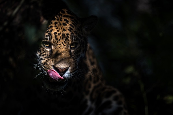 Nærbillede af jaguar Balam