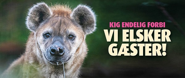 Vi-elsker-gæster