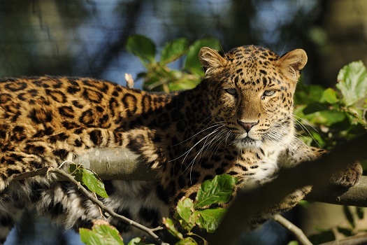 leopard
