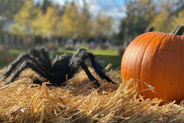 Stemningsbillede fra WOW PARK pyntet med græskar og Halloween-dekorationer